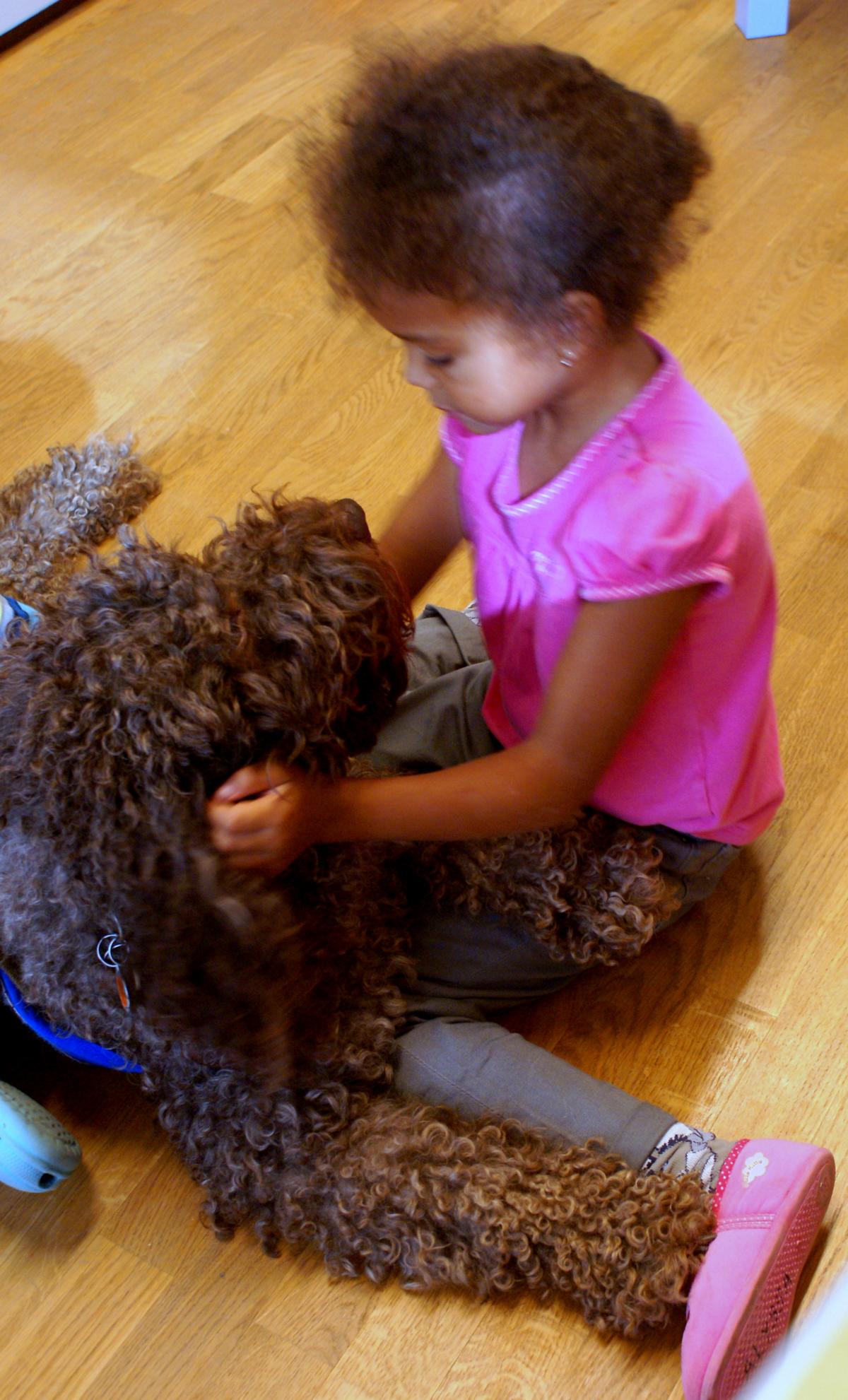 australian labradoodle